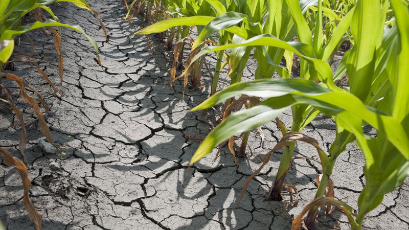 In Dambovita se anunta seceta