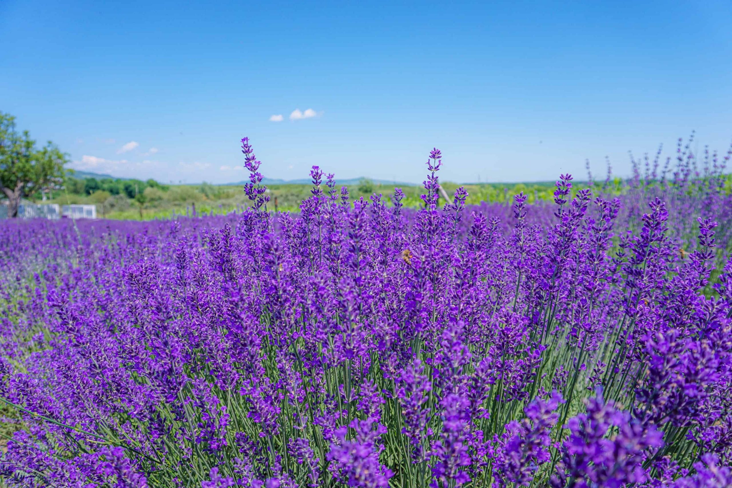 Galerie foto - Poza #1