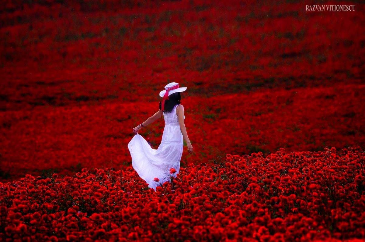 Moda pozelor in lanul de rapita e deja istorie