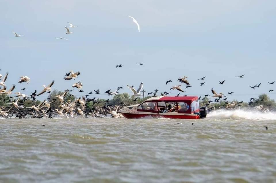 Imagini greu de privit surprinse în Delta Dunării. O ambarcațiune cu turiști intră cu mare viteză într-un stol de pelicani