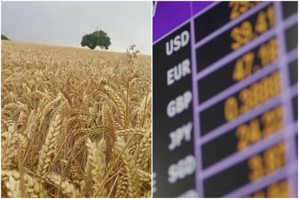 Cum a fost salvat leul românesc de lanurile de grâu. ”Aici s-a împleticit euro”
