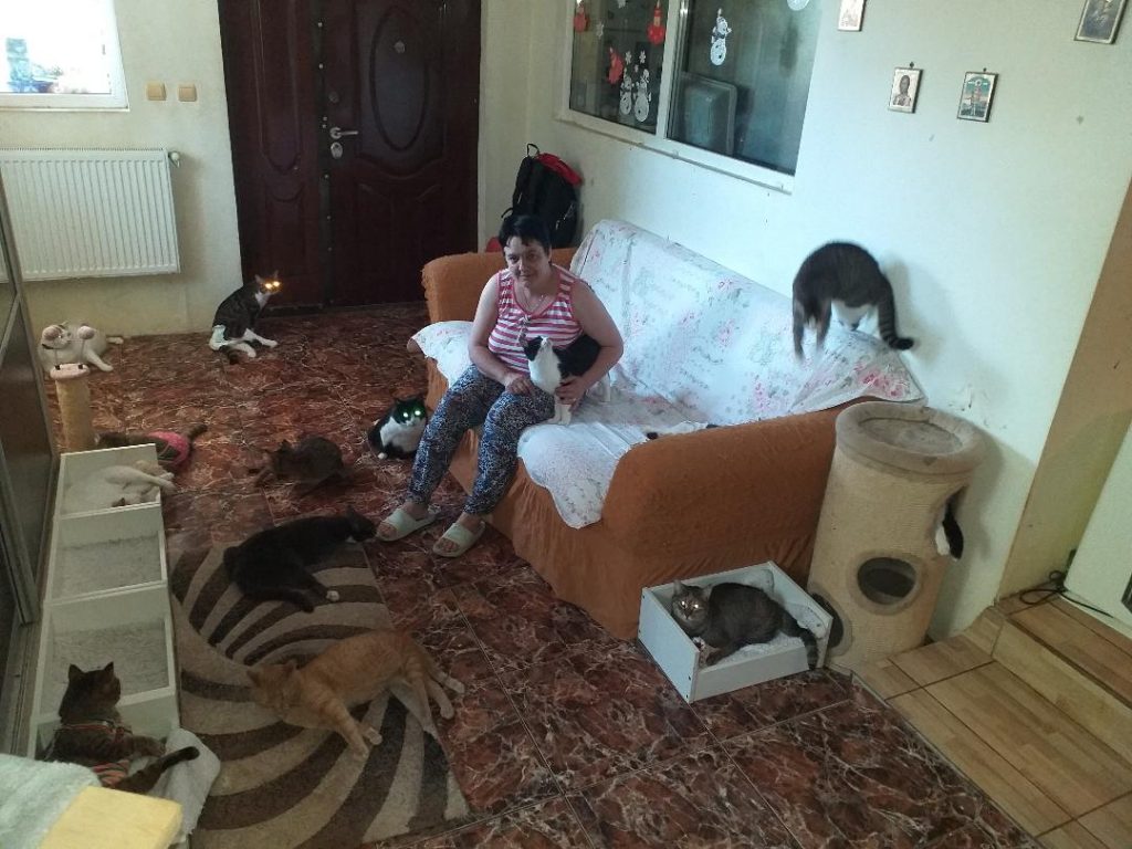 O româncă și-a transformat casa în grădiniță pentru pisici: ”Avem 97 de suflete”. Cât costă lunar mâncarea și tratamentul animăluțelor EXCLUSIV
