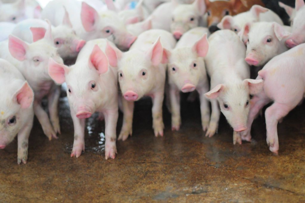 Reguli dure pentru crescătorii de porci. Ce trebuie să facă românii dacă nu vor să plătească amenzi uriașe