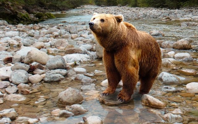 Un copil de 8 ani a fost atacat de un urs