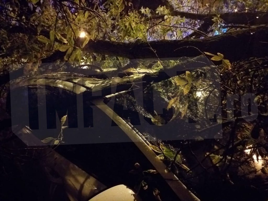Mii de copaci riscă să cadă peste bucureșteni, în cazul unor furtuni. Solicitări către Primăria Capitalei, vechi de 3 ani, neavizate nici astăzi