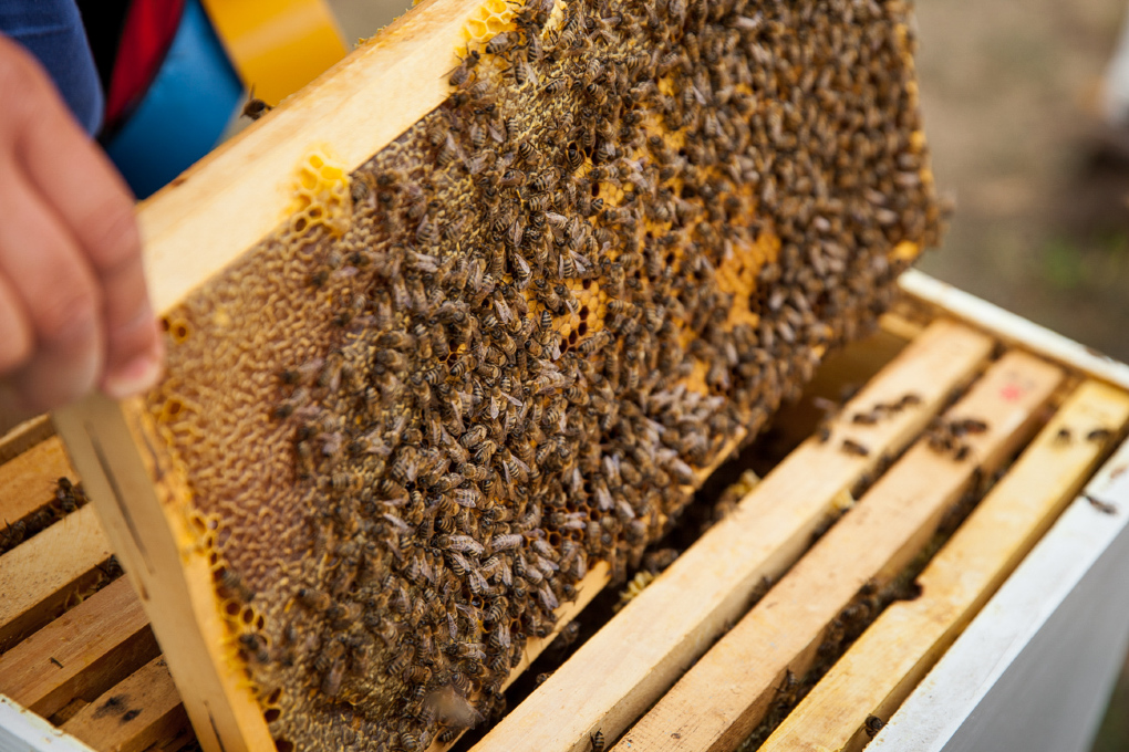 Productia de miere din Arad a crescut in 2021