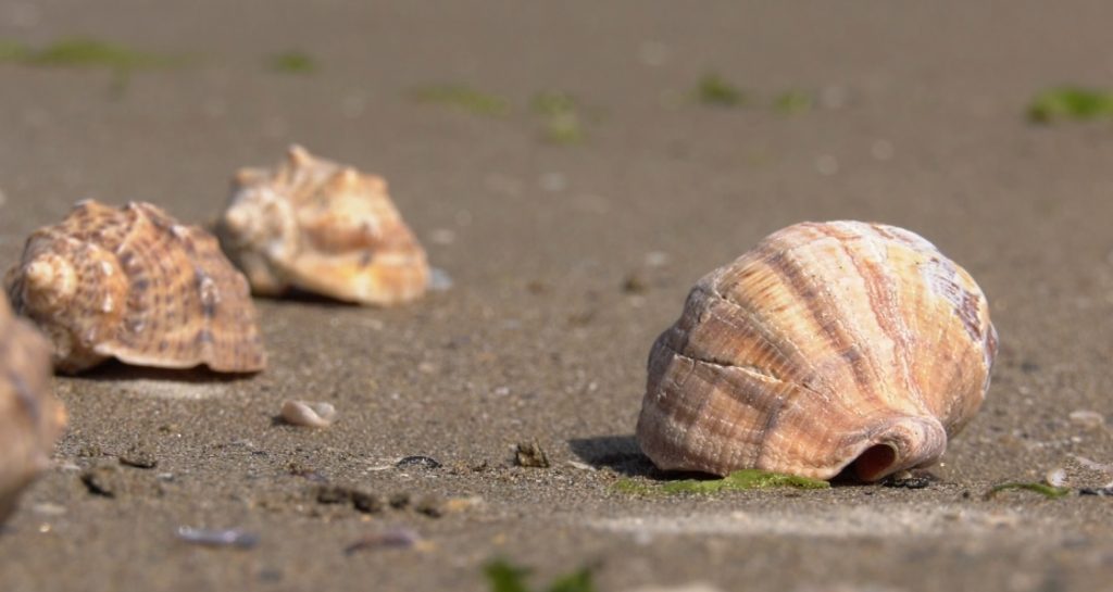 Războiul rapanelor din Marea Neagră. De ce Uniunea Europeană vrea să oprească exploatarea lor