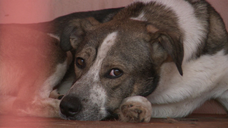 Un bărbat din Vrancea și-a omorât câinele după ce animalul îi mâncase două găini din gospodărie
