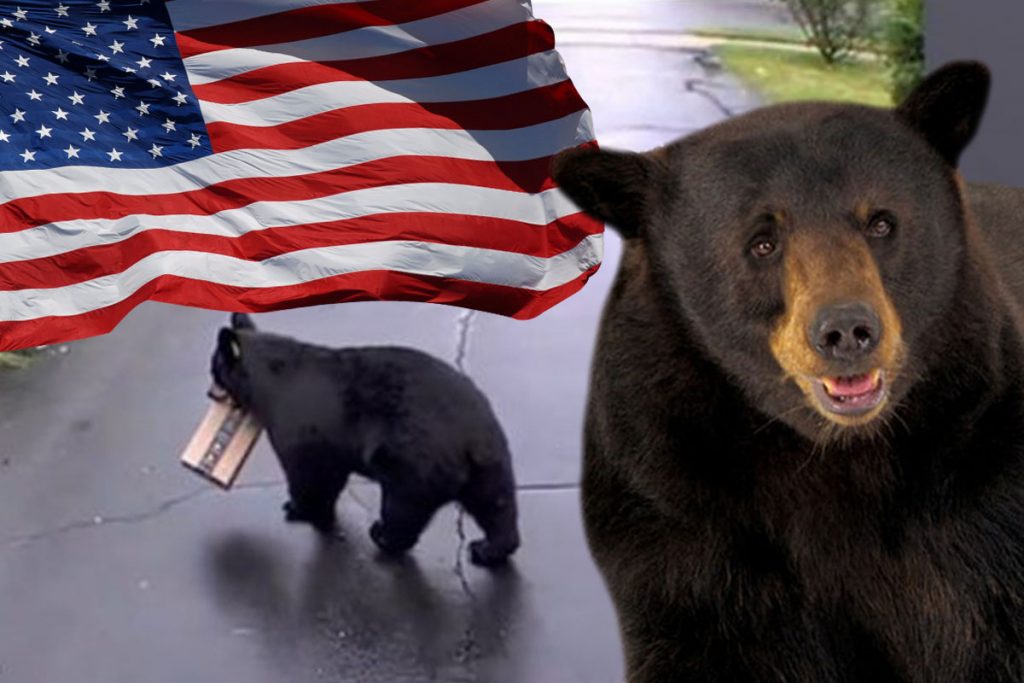 Un urs s-a transformat în hoț în America. A fost surprins pe camere, ce le-a luat oamenilor din fața ușii