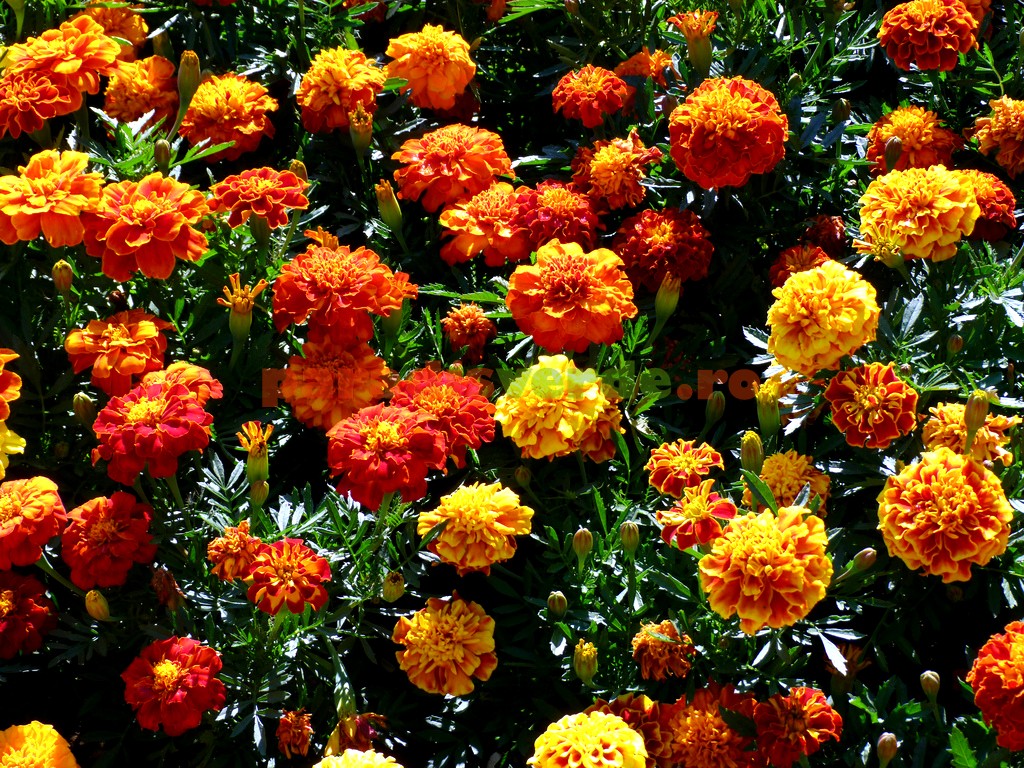 Plantele care alunga mustele si tantarii din casa. Sunt o adevarata comoara pentru romani