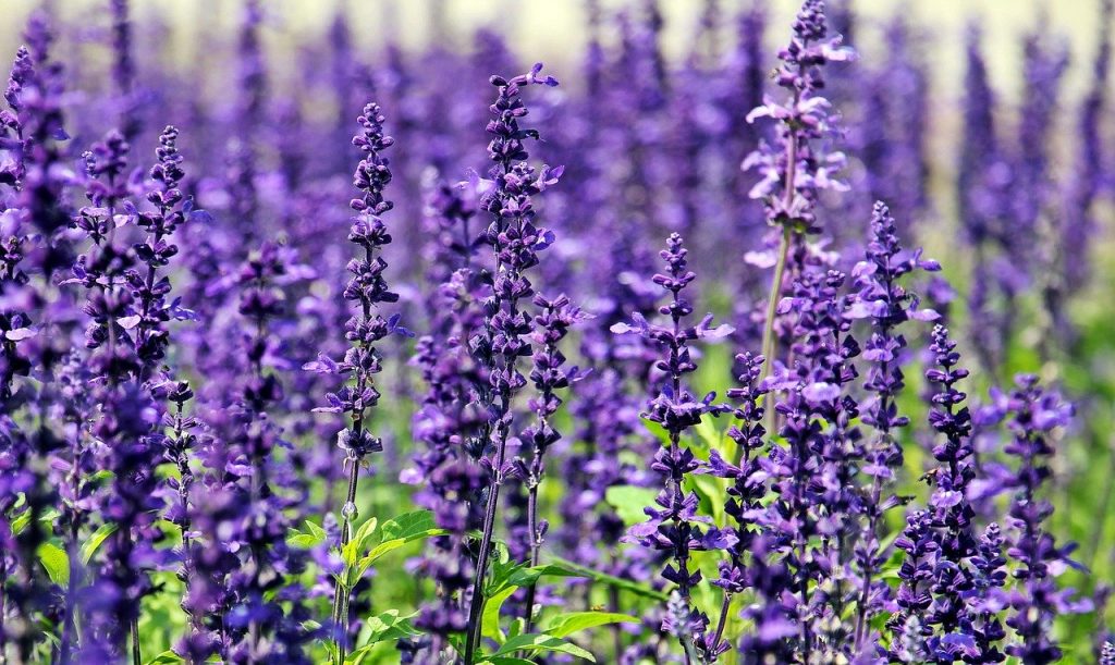 Uleiul de lavanda tine tantarii la departare
