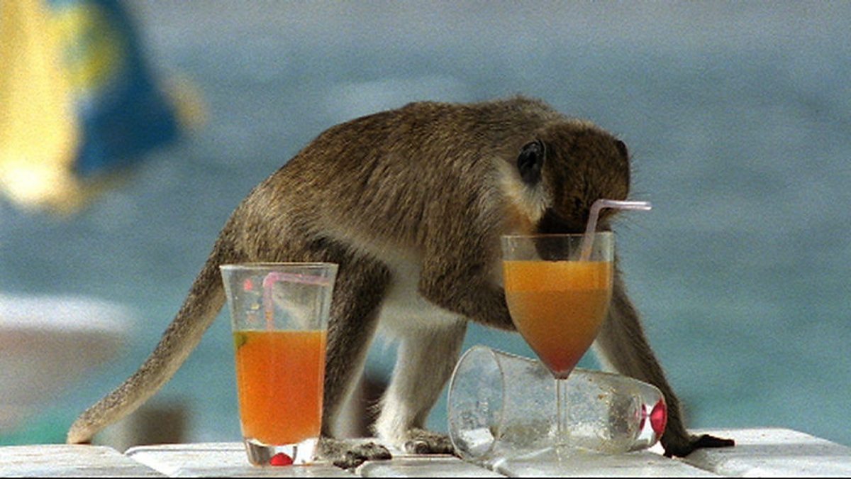 Animalele carora le place alcoolul. Unele se imbata chiar destul de des