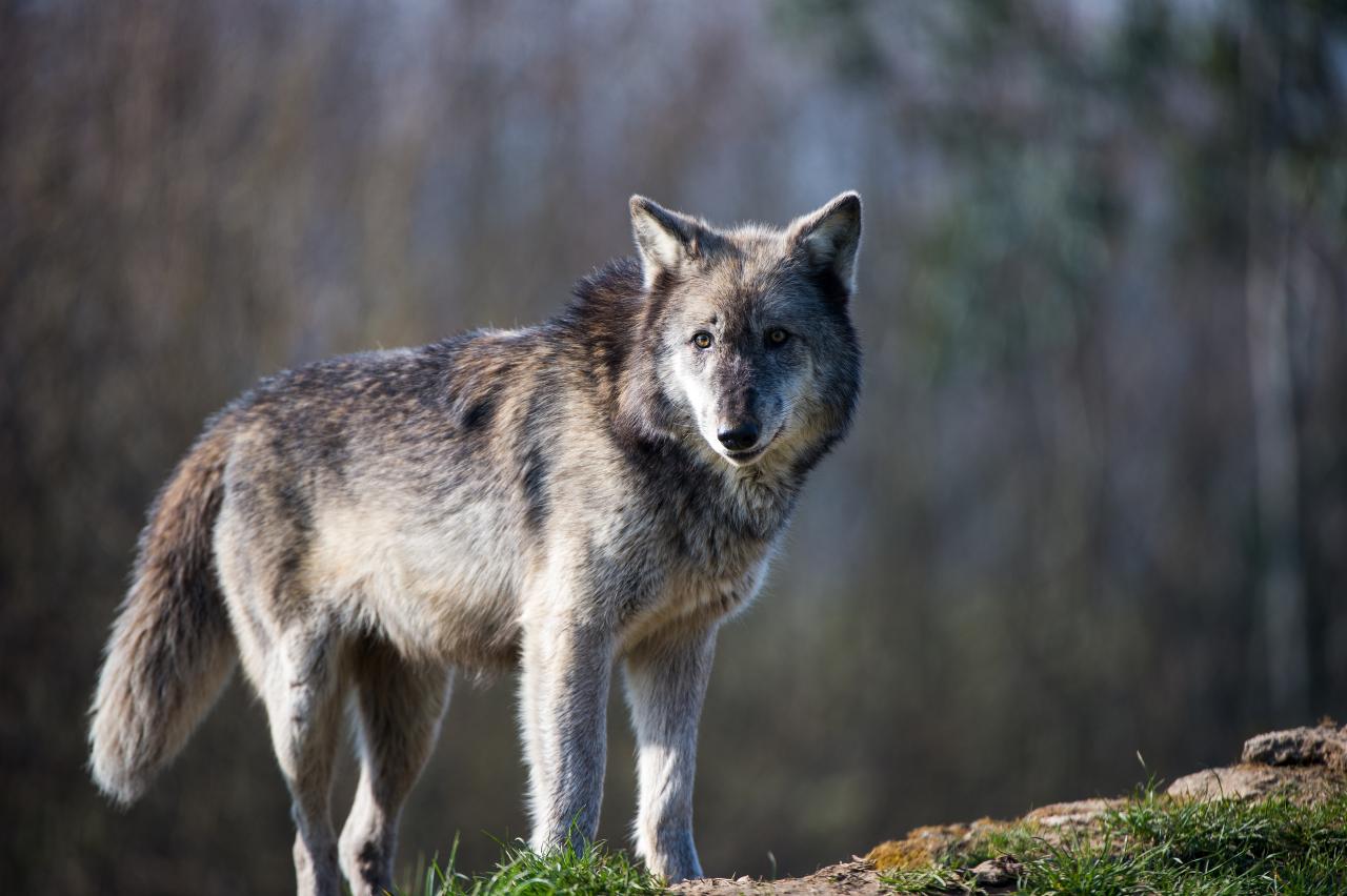 Animalul care va fi deranjat de Autostrada Moldovei