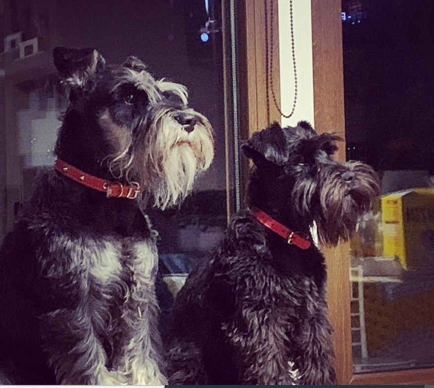 Galerie foto - Poza #1