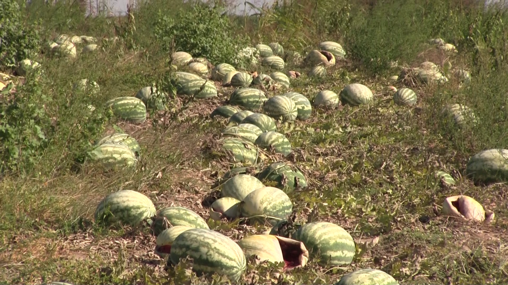 Supărare mare la Dăbuleni. Fermierii sunt nevoiți să-și abandoneze recoltele de pepeni sau să vândă cu 20 de bani/kilogram