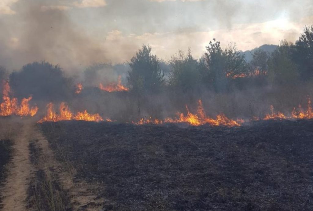 Incendiu în Parcul Romanescu din Craiova. Arde lângă Hipodrom, cum au intervenit pompierii