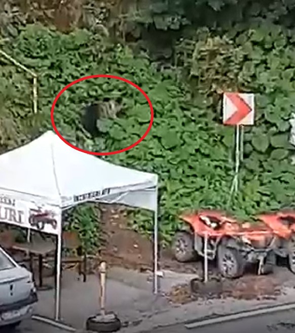 Cum distruge un urs masiv trei ATV-uri dintr-o parcare din zona Vidraru