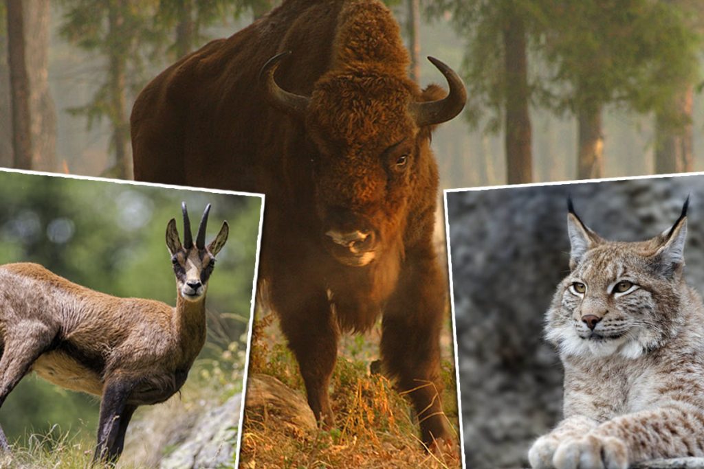 Animale ocrotite de lege în România. Ce specii se află pe listă