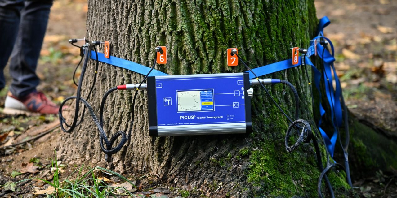 Copacii din Sectorul 4, scanati cu tomograful