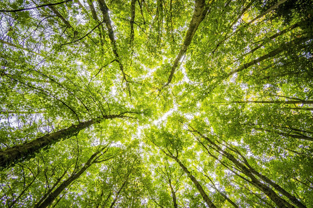 Copacul care absoarbe cel mai mult dioxid de carbon din atmosferă. Ce arată cel mai nou studiu thumbnail