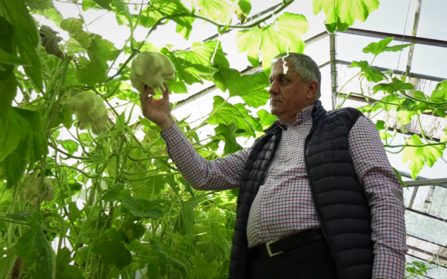 In Buzau a aparut dovleacul in forma de stea