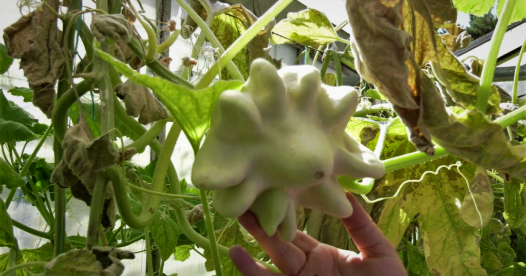 În Buzău a apărut dovleacul în formă de stea, primul soi stabilizat genetic în România: „Seminţele sunt bogate în ulei”