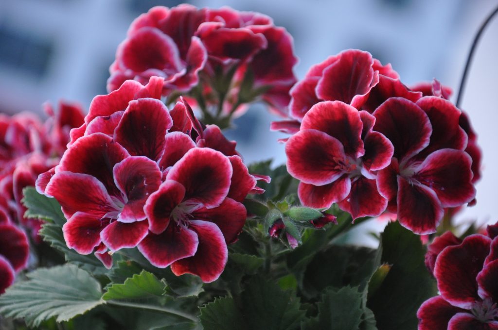 Plantele care îţi aduc spor în casă. Banii şi norocul trag la ele, e bine să le ai în apartament