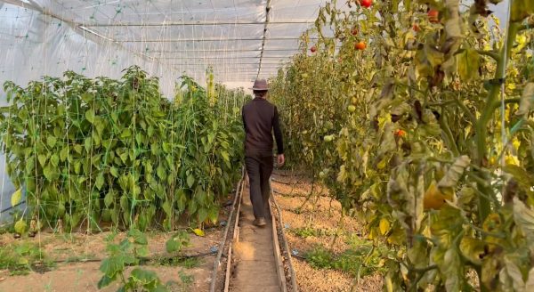 Povestea incredibilă a lui Florian Hada, fost profesor de limba română care face agricultură de nișă. Cum a ajuns să cultive Carolina Reaper, cel mai picant ardei din lume