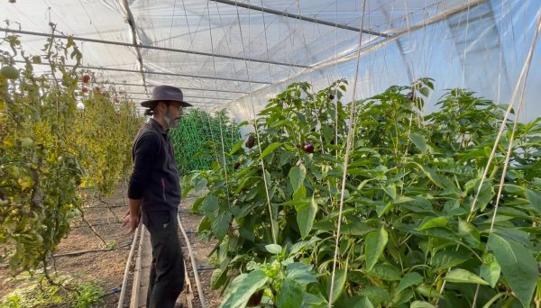 Povestea incredibila a lui Florian Hada, care face agricultura de nisa