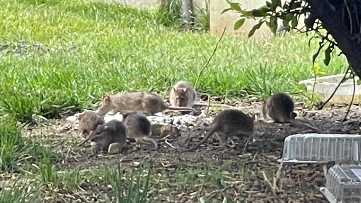 Sobolanii au invadat casele unui oras din Ploiesti