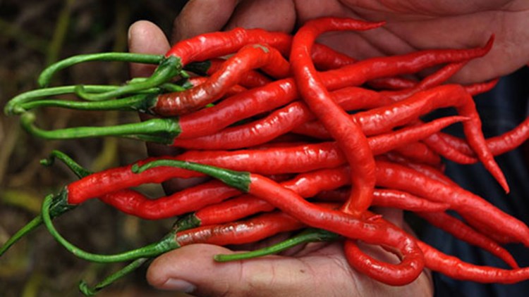 ardei bulgaresc la borcan