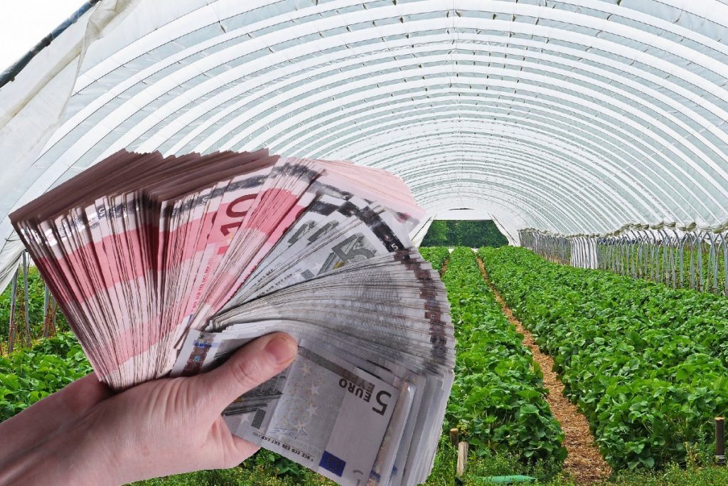 Leguma care aduce zeci de mii de euro pe hectar pentru fermierii din România. E puţin cunoscută la noi