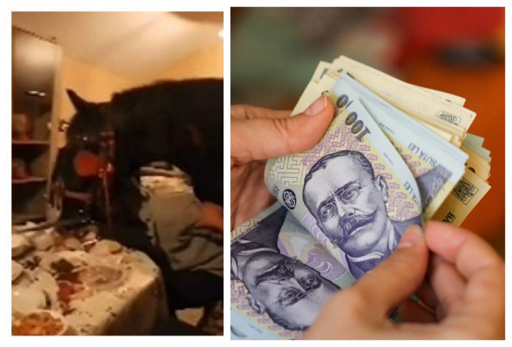 Amenda uriașă pe care au primit-o bărbații din Călărași care au petrecut cu un cal în sufragerie. Ce se putea vedea pe filmare