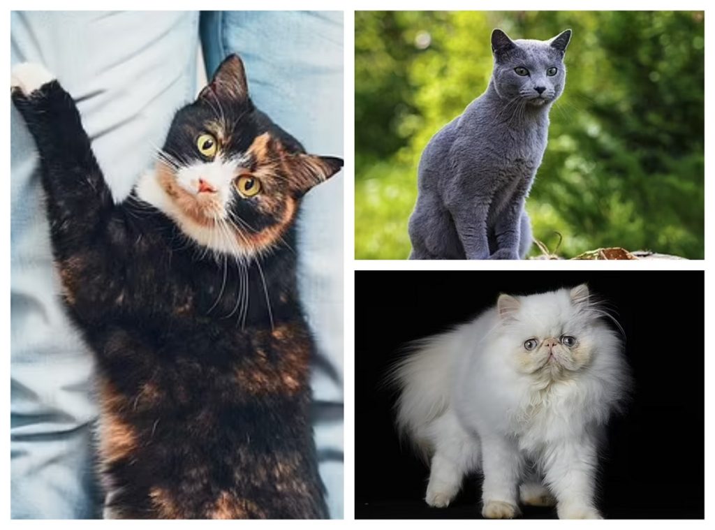 Care este cea mai frumoasă rasă de pisici. Specialiștii au dat, în sfârșit, răspunsul. Iată topul