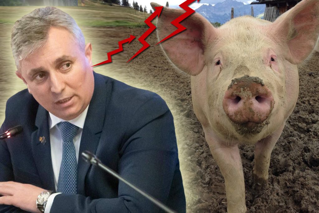 Ministrul de Interne amenință cu sancțiuni dure în ”scandalul porcului de Crăciun”. ”Știți expresia când o zbura porcul?”