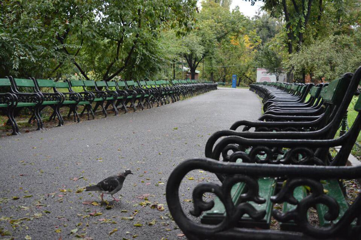 Nicusor Dan va scoate la licitatie un acord-cadru pentru intretinerea parcurilor