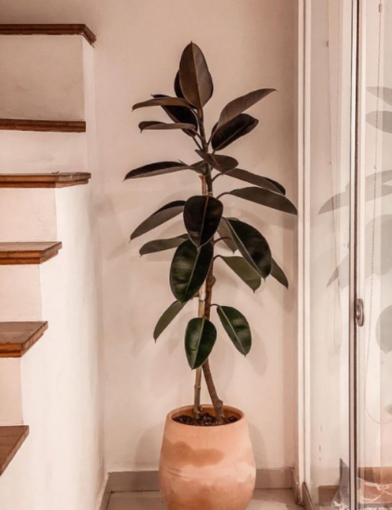 Plante de apartament care produc căldură