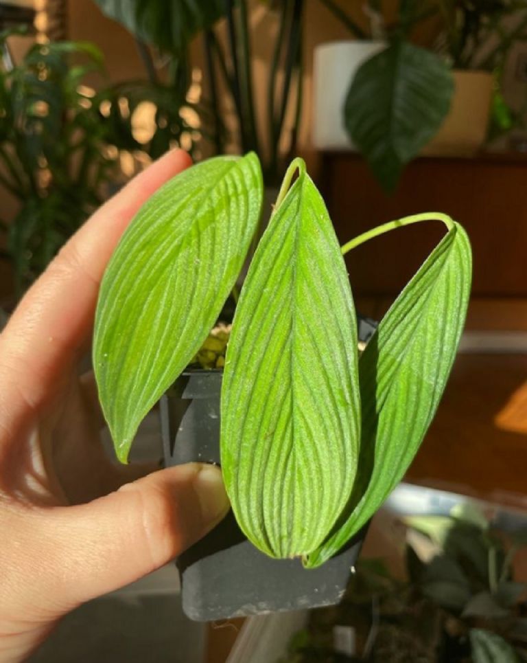 Plante de apartament care produc căldură