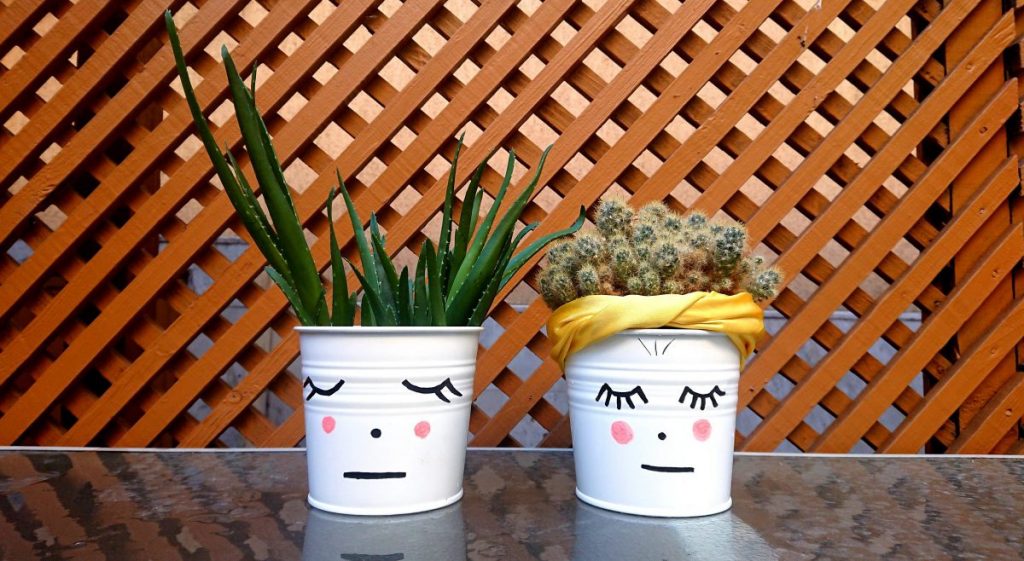 Când sunt plantele din casă în repaus vegetativ. Cum să îți dai seama și ce înseamnă acest lucru