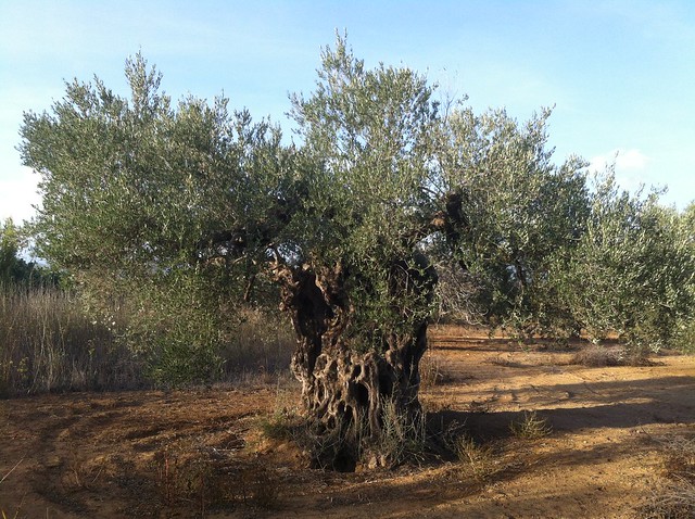 Aliment foarte apreciat, pus in pericol de incalzirea globala