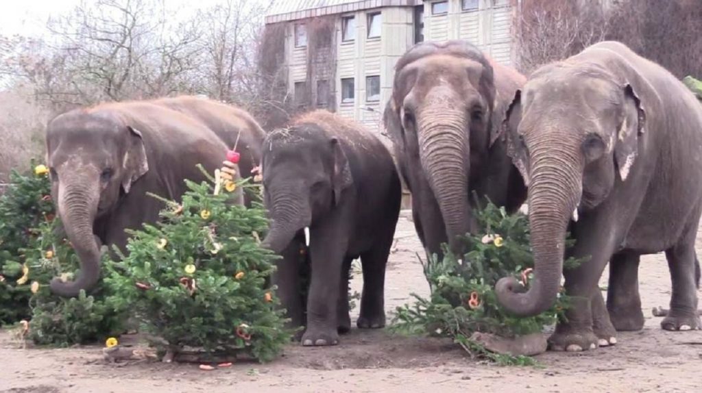 Animalele de la o grădină zoologică sunt răsfățate cu pomi de Crăciun nevânduți. Imaginile au devenit virale VIDEO