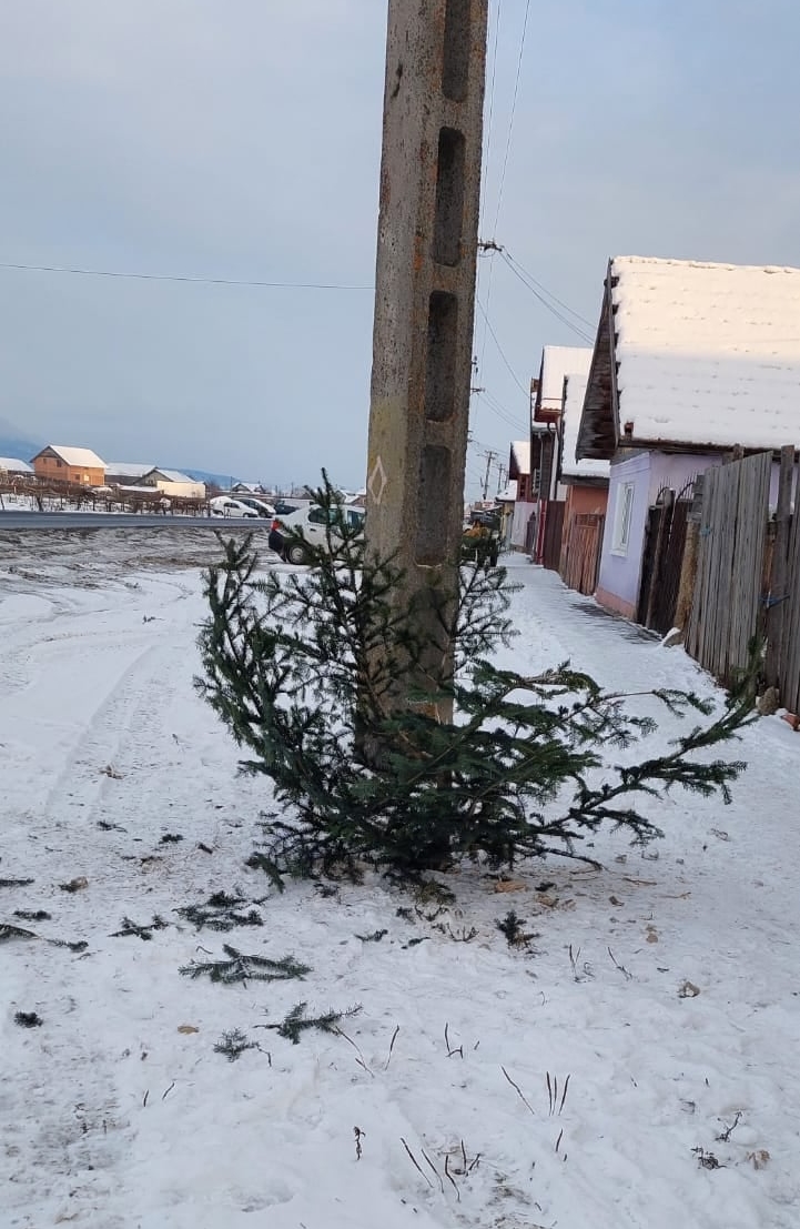 Bradul din Rasnov a fost furat de doua ori