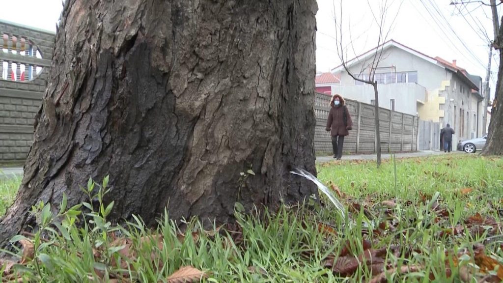 Ce a țâșnit dintr-un copac în Timișoara. Trecătorii au rămas uimiți, era ca la robinet: „O minune” VIDEO