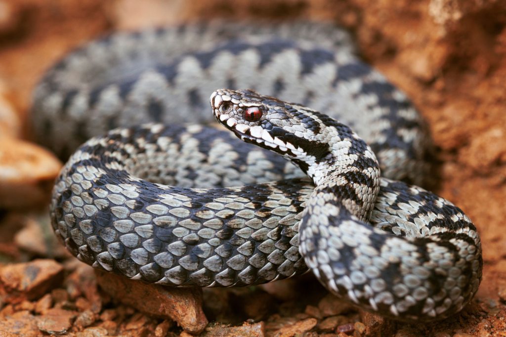 Un bărbat a fost atacat de o viperă în Munții Piatra Craiului. Cum a fost salvat până la urmă