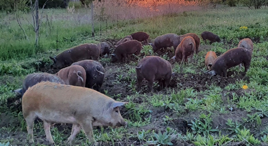 Cântăreţul din România care a câştigat o avere de Crăciun din produsele tradiţionale. Nici el nu se aştepta la un aşa succes EXCLUSIV