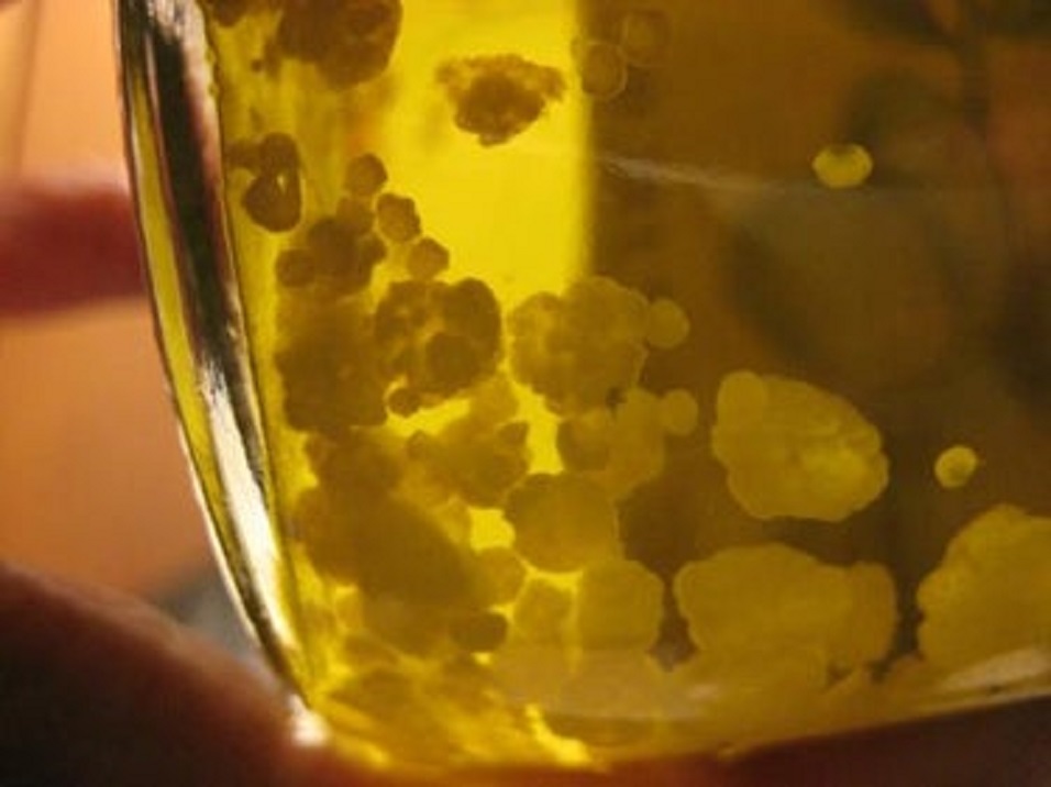 Acesta este adevarul despre cocoloasele care apar in uleiul de masline