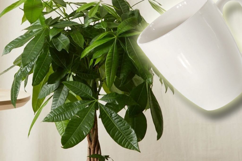 Băutura cu care trebuie să uzi florile. Efectul e cu totul neașteptat