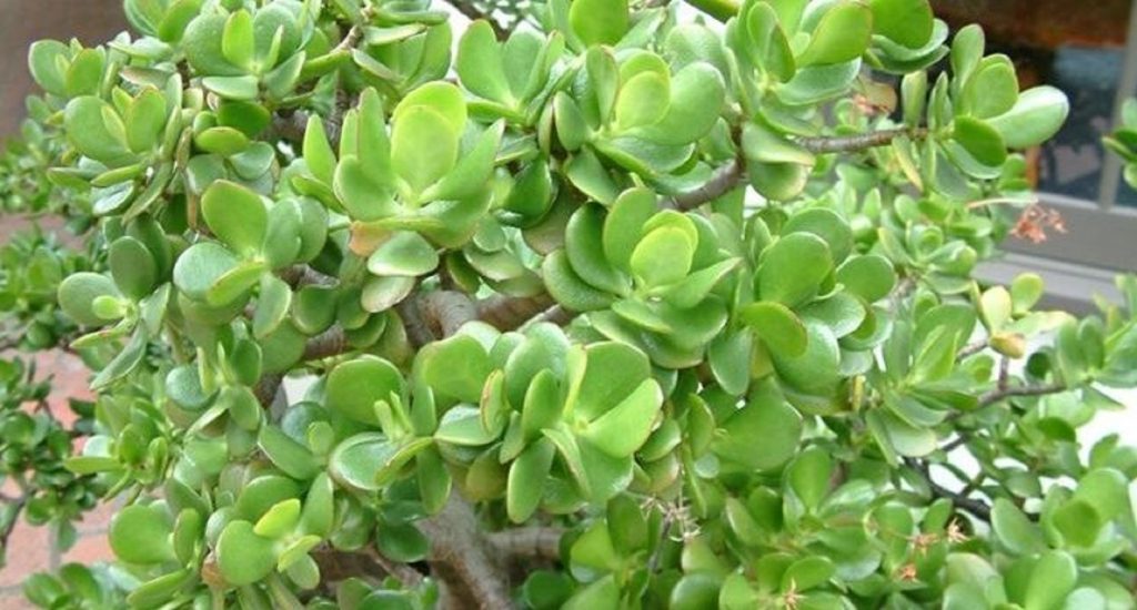 Planta banilor. De ce trebuie să o ai în casă și cum îți aduce bogăție