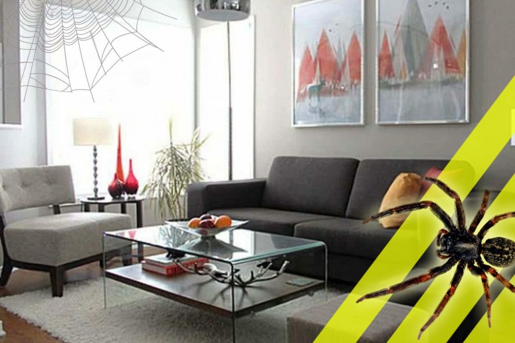 Ingredientul din bucătărie care te scapă de păianjenii din casă. Nu vei mai vedea niciunul toată iarna