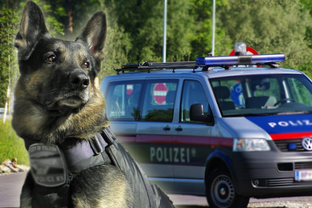 Un șofer de TIR din România a fugit după ce a provocat un accident în Austria. Unde l-a găsit un câine polițist